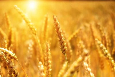 Wheat Collapsing to Close out July